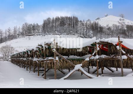 Merluzzo secco invernale coreano. Il bianco paesaggio innevato di Hwangtae-deokjang. Foto Stock