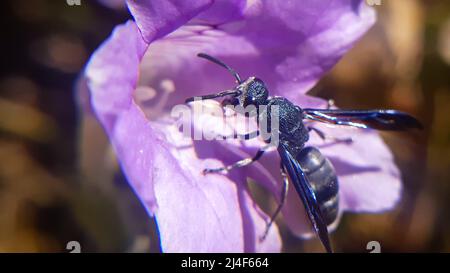 Splendide ali di vespa lucenti. Vespe da vasaio nero - Anterhynchium fallax (Eumenidae, Hymenoptera) Foto Stock