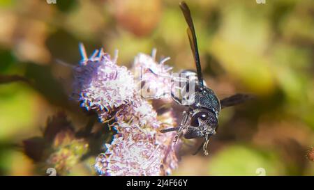 Splendide ali di vespa lucenti. Vespe da vasaio nero - Anterhynchium fallax (Eumenidae, Hymenoptera) Foto Stock