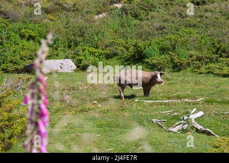 Gli animali vivono liberamente sull'isola di Corsica. Maiale selvatico sull'altopiano di Coscione sopra Quenza, isola di Corsica, Corse du Sud, Francia Foto Stock