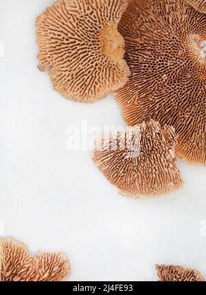 posa piatta di fungo di albero essiccato o fungo di foresta e altri legno decorativo organico e semi su superficie bianca con spazio di copia Foto Stock