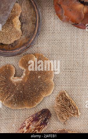 posa piatta di fungo di albero essiccato o fungo di foresta e altri legno decorativo organico e semi su una superficie di tessuto hessian, naturale con spazio di copia Foto Stock