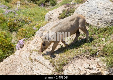 Gli animali vivono liberamente sull'isola di Corsica. Maiale selvatico sull'altopiano di Coscione sopra Quenza, isola di Corsica, Corse du Sud, Francia Foto Stock