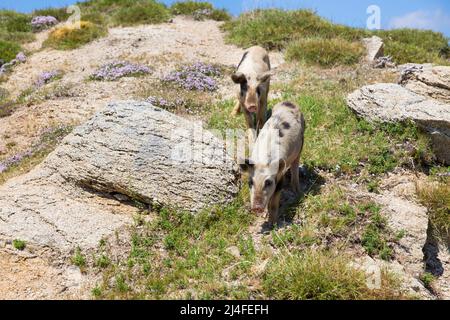 Gli animali vivono liberamente sull'isola di Corsica. Maiale selvatico sull'altopiano di Coscione sopra Quenza, isola di Corsica, Corse du Sud, Francia Foto Stock