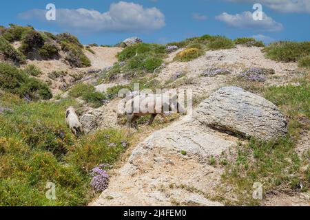 Gli animali vivono liberamente sull'isola di Corsica. Maiale selvatico sull'altopiano di Coscione sopra Quenza, isola di Corsica, Corse du Sud, Francia Foto Stock