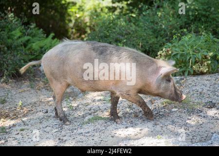 Gli animali vivono liberamente sull'isola di Corsica. Passeggiate di maiale selvatico sulla strada sull'isola di Corsica, Corse du Sud, Francia Foto Stock