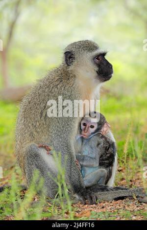 Scimmia vervet (Cercopithecus aethiops) con bambino allattato, Parco Nazionale Kruger, Sudafrica Foto Stock