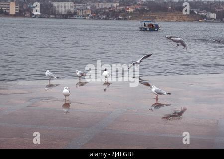Gabbiani sul terrapieno dopo la pioggia in primavera, Sevastopol. Crimea Foto Stock