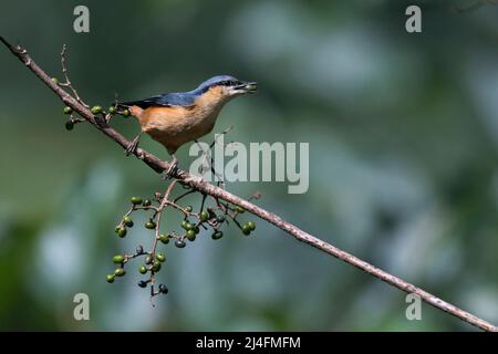 L'immagine del nuthatch con le castagne (Sitta cinnamoventris) è stata presa a Darjleeing, nel Bengala Occidentale, in India Foto Stock