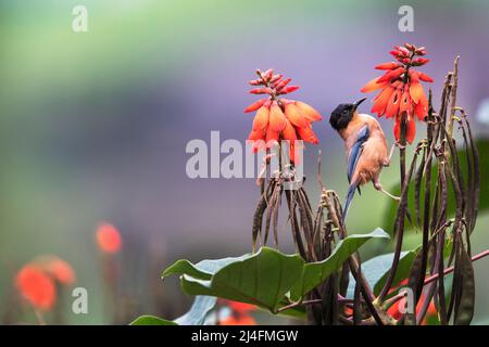 L'immagine di rufous sibiia (Heterophasia capistrata) è stata presa a Darjleeing, Bengala Occidentale, India Foto Stock