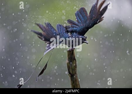 L'immagine del grande drono a coda di racchetta (Dicrurus paradiseus) è stata presa a Thattekad, Kerala, India Foto Stock