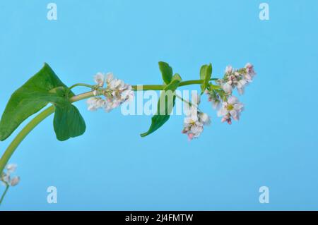 grano saraceno in fiore su sfondo blu Foto Stock