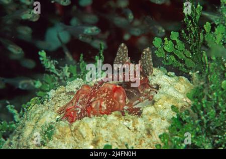 Gamberi di mantis spearing bianchi (Lysiosquillina sp.), atollo di Ari, Maldive, Oceano Indiano, Asia Foto Stock