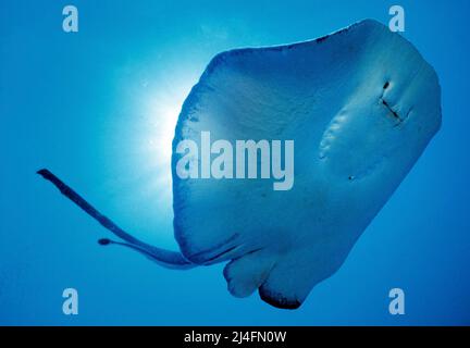 Stingray Whiptail, Stingray in fiore o Stingray comune (Taeniurops meyeni), Ari Atoll, Maldive, Oceano Indiano, Asia Foto Stock