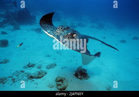 Stingray Whiptail, Stingray in fiore o Stingray comune (Taeniurops meyeni), Ari Atoll, Maldive, Oceano Indiano, Asia Foto Stock