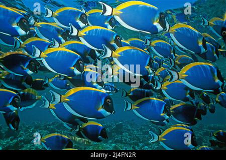 Powderblue Surgeonfishes (Acanthurus leucosternon), Ari Atoll, Maldive, Oceano Indiano, Asia Foto Stock