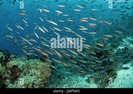 Una scuola di fusilier a bande scure, Neon fusilier (piastrelle Pterocaesio) che nuota su una barriera corallina, Ari Atoll, Maldive, Oceano Indiano, Asia Foto Stock