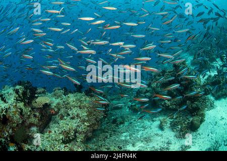 Una scuola di fusilier a bande scure, Neon fusilier (piastrelle Pterocaesio) che nuota su una barriera corallina, Ari Atoll, Maldive, Oceano Indiano, Asia Foto Stock