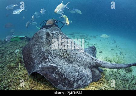 Stingray nutrimento, Whiptail stingray, Stingray blotted o stingray comune (Taeniurops meyeni), Blackspotted Darts (Trachinotus bailloni), Maldive Foto Stock