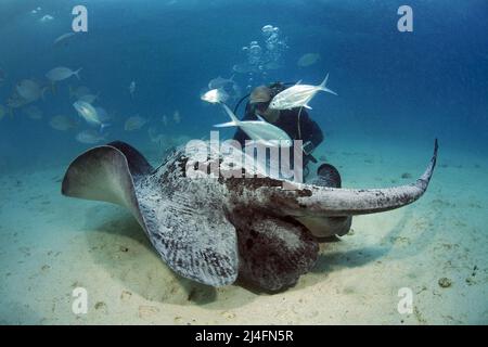 Stingray nutrimento, Whiptail stingray, Stingray blotted o stingray comune (Taeniurops meyeni), Blackspotted Darts (Trachinotus bailloni), Maldive Foto Stock