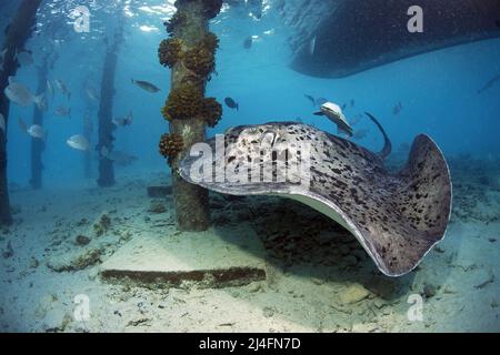 Stingray Whiptail, Stingray in fiore o Stingray comune (Taeniurops meyeni), sotto il molo, Ari Atoll, Maldive, Oceano Indiano, Asia Foto Stock