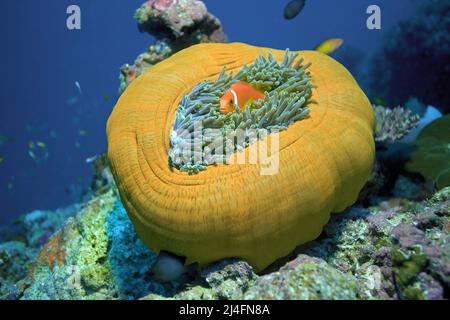 Maldive anemonefish (Amphiprion nigripes) vive in simbiosi con il magnifico anemone marino (Heteractis magnifica), Ari Atoll, Maldive Foto Stock