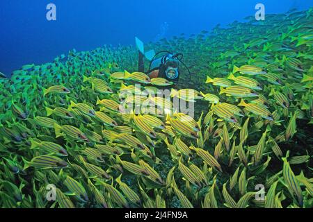 Subacqueo in una grande scuola Bluestripe snapper (Lutjanus kasmira), Ari Atoll, Maldive, Oceano Indiano, Asia Foto Stock