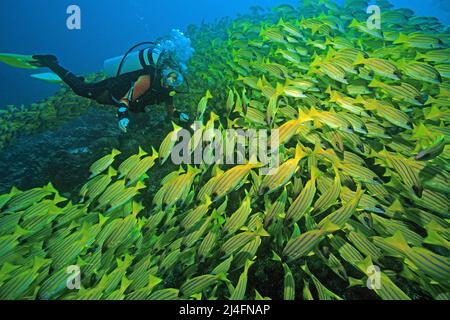 Subacqueo in una grande scuola Bluestripe snapper (Lutjanus kasmira), Ari Atoll, Maldive, Oceano Indiano, Asia Foto Stock