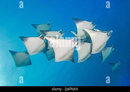 Un gruppo Sicklefin Mobula o Box Rays (Mobula tarapacana) nuoto in acqua blu, Ari Atoll, Maldive, Oceano Indiano, Asia Foto Stock