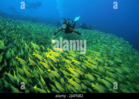 Subacqueo in una grande scuola Bluestripe snapper (Lutjanus kasmira), Ari Atoll, Maldive, Oceano Indiano, Asia Foto Stock