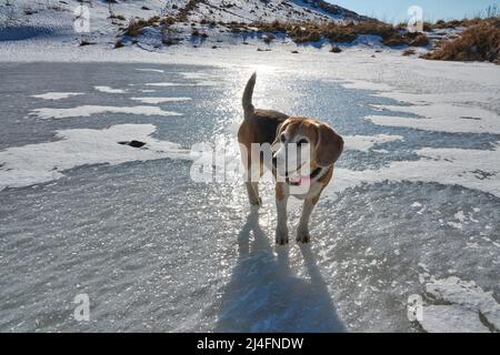 Cane Beagle con sciarpa rosa, a piedi sul lago ghiacciato Foto Stock