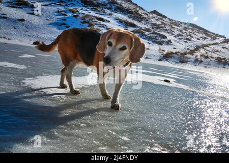 Cane Beagle con sciarpa rosa, a piedi sul lago ghiacciato Foto Stock