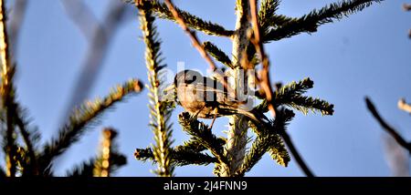 L'uccello mughetto siede su un ramo dell'albero e canta. Foto Stock