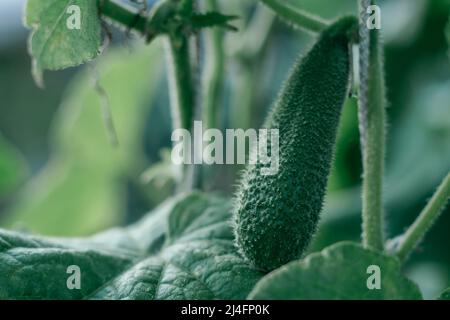 Diversi cetrioli con frutti verdi e oblungi commestibili. Pianta giovane e verde appesa sul ramo del cespuglio uno accanto all'altro. Verdura naturale. Vegetar popolare Foto Stock