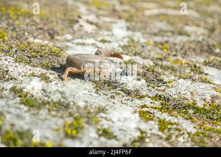 Una bella lucertola marrone si crogiola al sole. Si trova su una pietra grigia Foto Stock