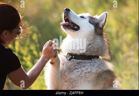 Ritratto di cane malamut dell'Alaska con proprietario Foto Stock