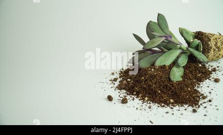 Pianta succulenta nel suolo e piccolo flowerpot su uno sfondo bianco. Piccola idea di giardinaggio isolato. Foto Stock