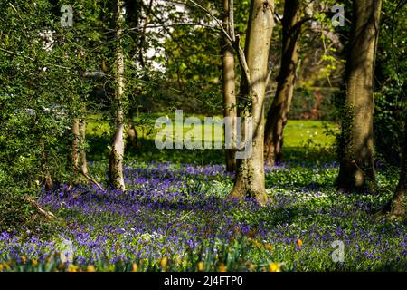Bluebells sulla tenuta di Goodwood in Sussex. Data foto: Mercoledì 13 aprile 2022. Foto Stock
