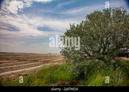 Campo agricolo con piante giovani (a sinistra) copre film di plastica e. Foto Stock