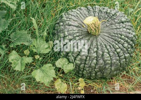 Enorme ed ampio porto verde di chioggia zucca giacente a terra accanto al vitigno. Zucca verde scuro matura coltivata in giardino. Giardinaggio e orticoltura Foto Stock