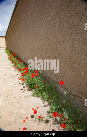 Papaveri selvatici che crescono vicino alla parete della casa di adobe. Kazakistan meridionale. Foto Stock