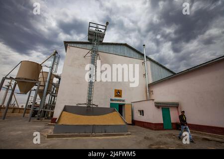 Provincia di Kyzylorda, Kazakistan - 01 maggio 2019. Impianto di lavorazione del riso. Edificio principale e tramogge di carico. Nuvole di tempesta. Mucchio di riso giallo sotto il muro Foto Stock