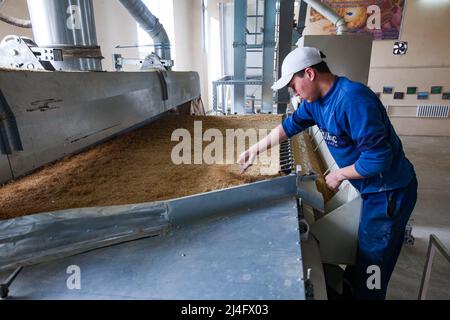 Provincia di Kyzylorda, Kazakistan - 01 maggio 2019. Preparare semi di riso per seminare. Macchina di smistamento e operatore asiatico in blu lavoro di usura Foto Stock