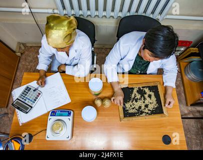 Provincia di Kyzylorda, Kazakistan - 01 maggio 2019. Prelievo di un campione di riso. Contando e pesando di grani. Foto Stock