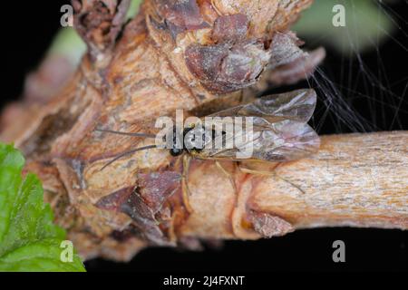 Aquilegia sawfly chiamato anche columbine sawfly Pristiphora rufipes. Comune peste di ribes e uva spina in giardini e piantagioni coltivate. Foto Stock