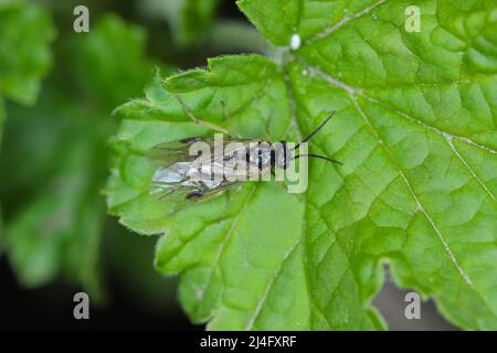 Aquilegia sawfly chiamato anche columbine sawfly Pristiphora rufipes. Comune peste di ribes e uva spina in giardini e piantagioni coltivate. Foto Stock