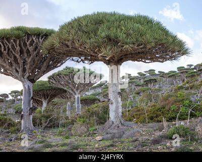 Endemica foresta di alberi di sangue di drago nel deserto arabo nel pomeriggio. Socotra, Yemen. Foto Stock