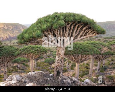 Endemica foresta di alberi di sangue di drago nel deserto arabo. Socotra, Yemen. Foto Stock