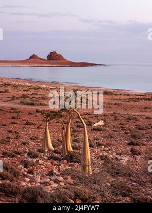 Tre alberi di bottiglia Socotri su una costa con rocce rosse durante l'alba. Socotra, Yemen. Foto Stock