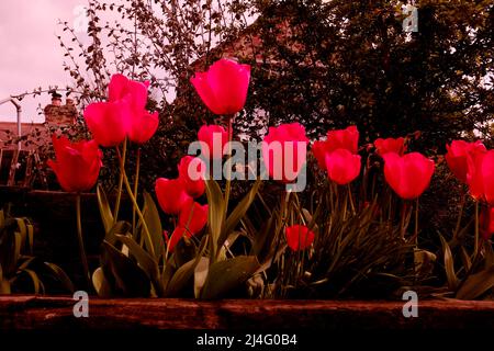fiori di tulipano rosso in primavera storry, canterbury, kent, uk aprile 2022 Foto Stock